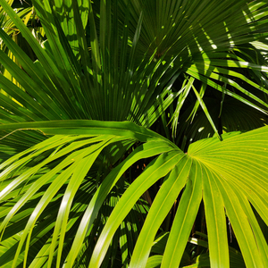 友田彩也香儿子在线观看
